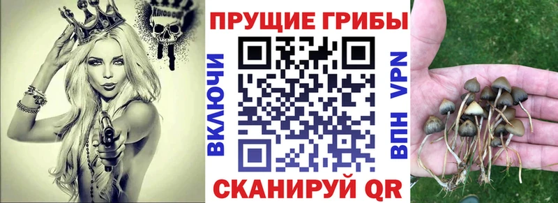 Псилоцибиновые грибы Cubensis  Чайковский 